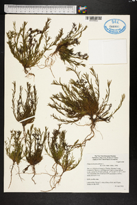 Polypremum procumbens image