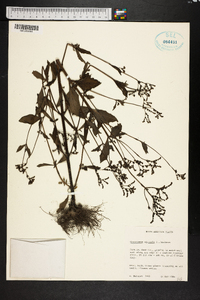 Cynoctonum mitreola image