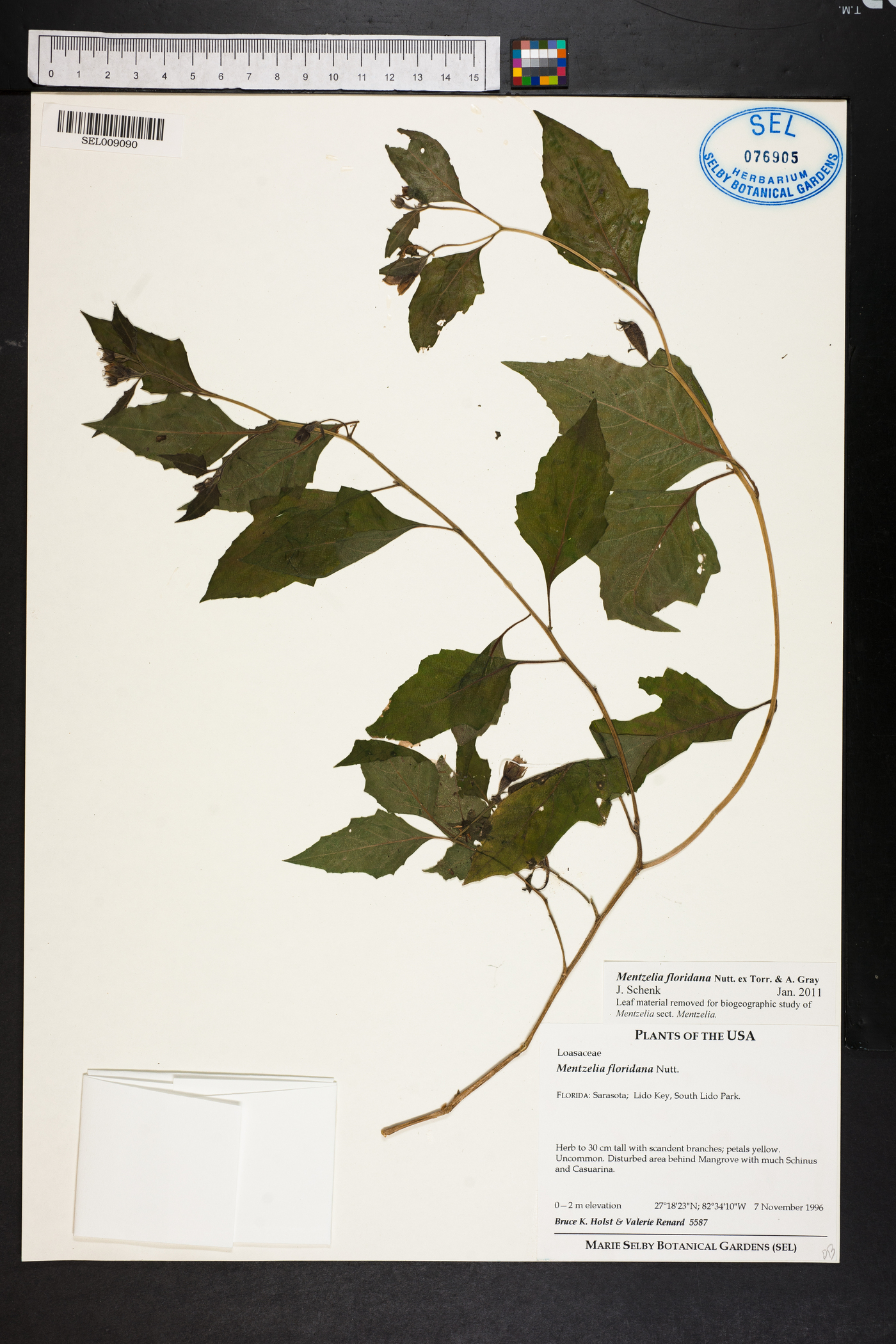 Mentzelia floridana image