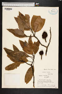 Magnolia virginiana image