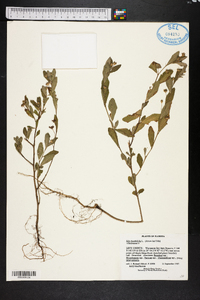 Sida rhombifolia image