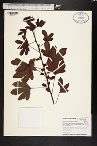 Hibiscus acetosella image