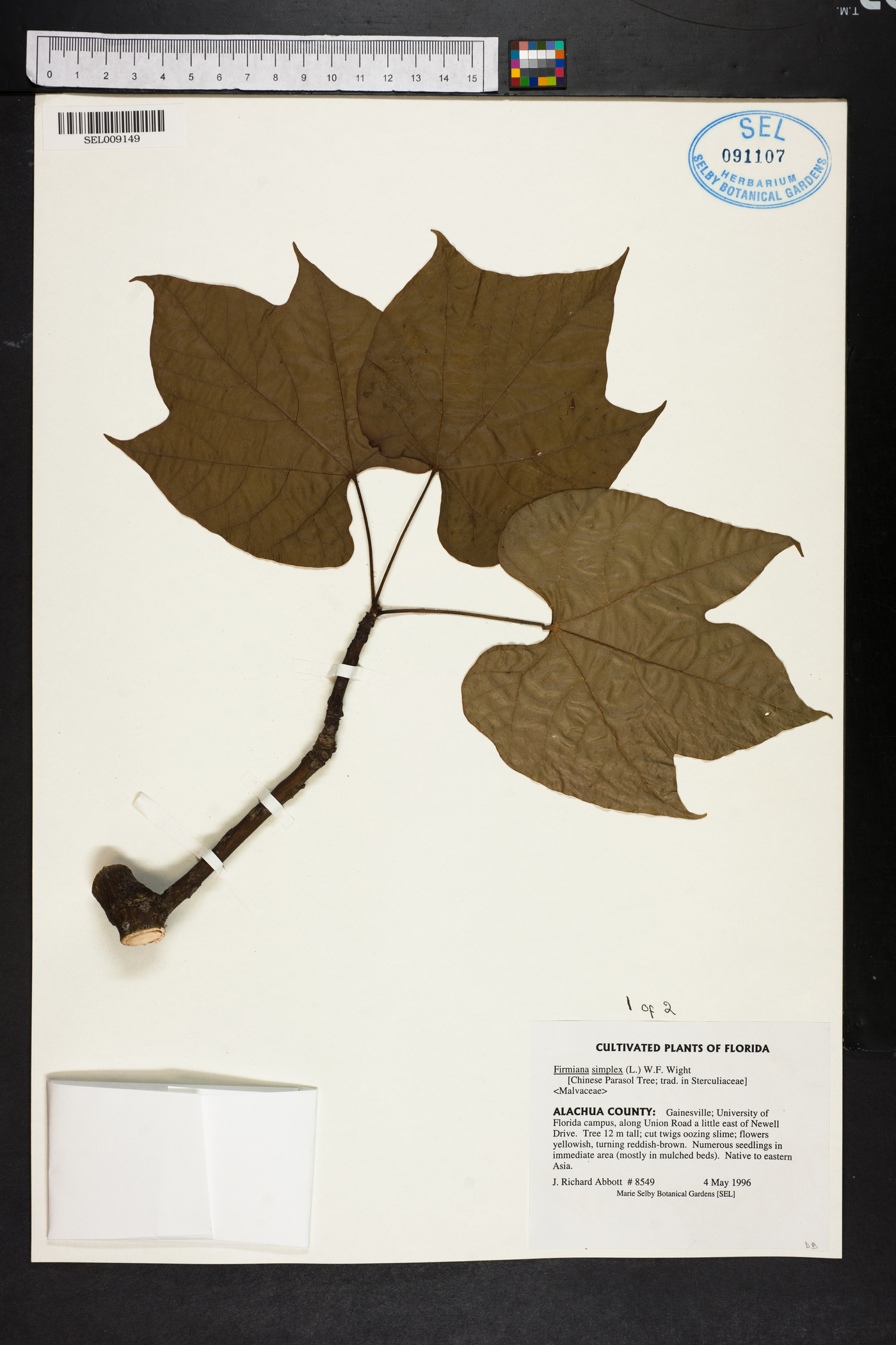 Firmiana simplex image