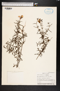 Rhexia mariana var. mariana image