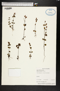 Rhexia nuttallii image