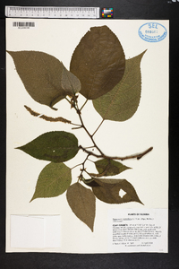 Broussonetia papyrifera image