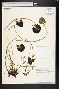 Nymphoides aquatica image