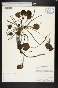 Nymphoides aquatica image