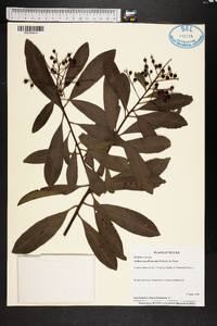 Ardisia escallonioides image