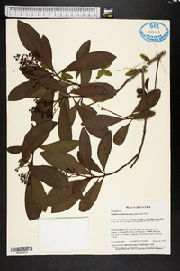 Ardisia escallonioides image