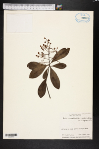 Ardisia escallonioides image