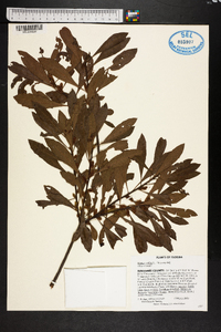 Myrica cerifera image