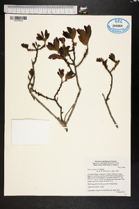 Myrica inodora image