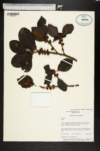 Ficus aurea image