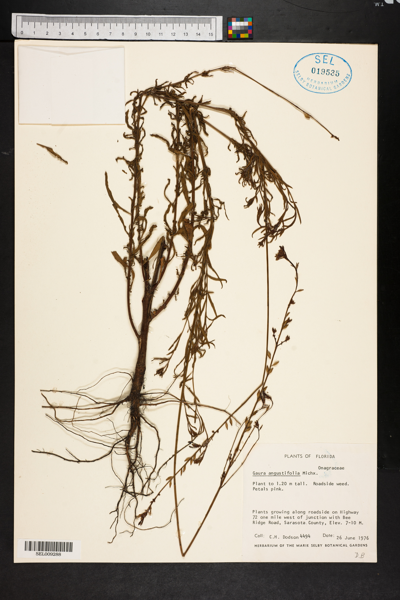 Oenothera simulans image