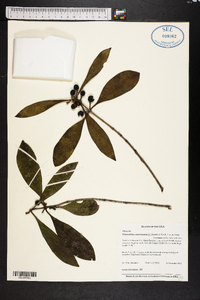 Osmanthus americanus image