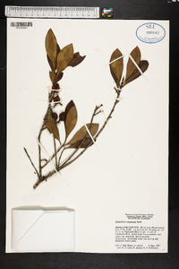 Osmanthus megacarpus image