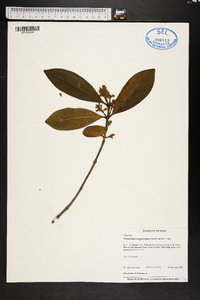 Osmanthus megacarpus image