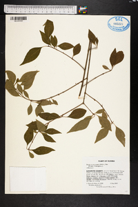 Forestiera acuminata image