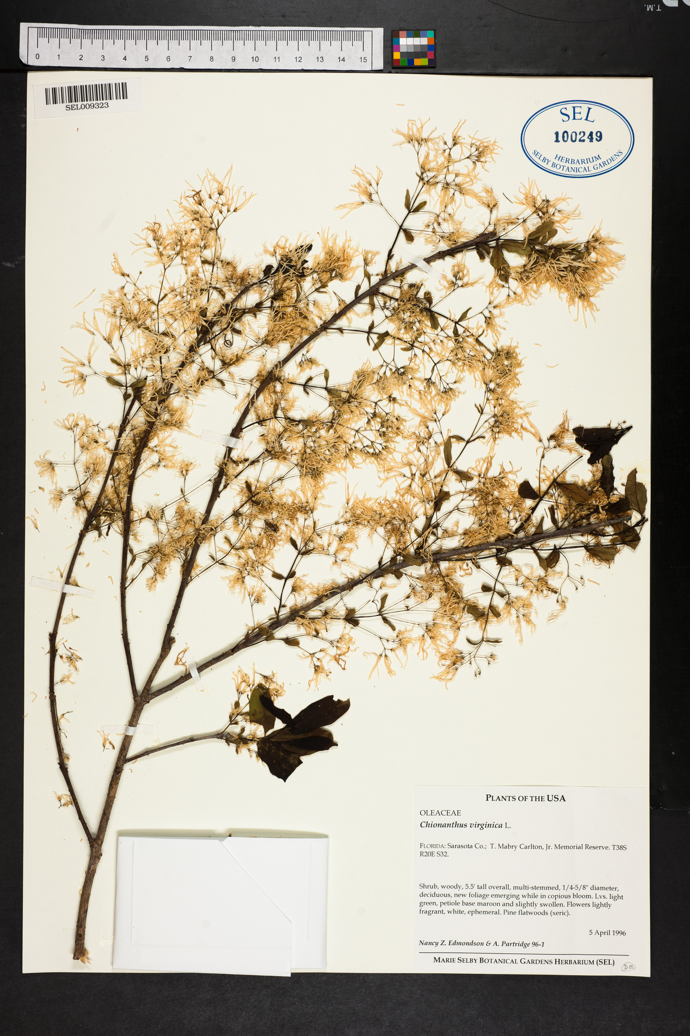Chionanthus virginica image