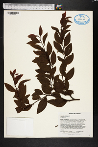 Ximenia americana image