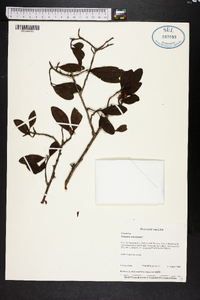 Ximenia americana image