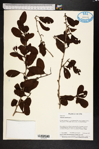 Ximenia americana image