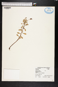 Oenothera humifusa image