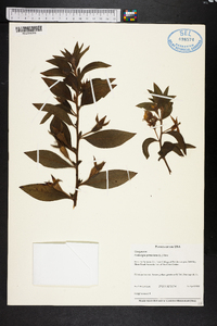 Ludwigia peruviana image