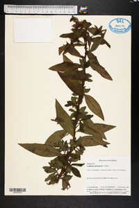 Ludwigia peruviana image