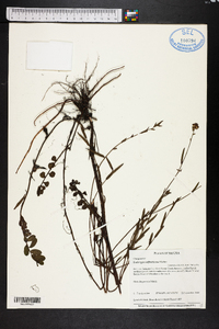 Ludwigia suffruticosa image