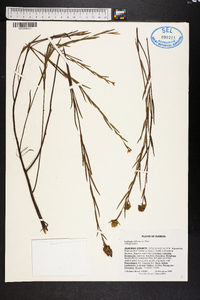 Ludwigia suffruticosa image