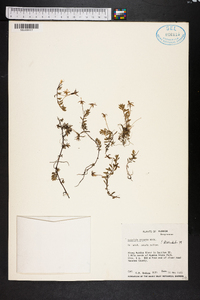 Ludwigia arcuata image