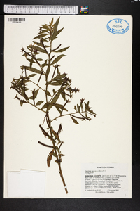 Ludwigia leptocarpa image