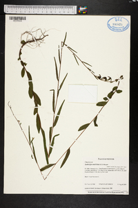 Ludwigia maritima image