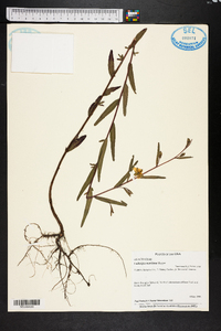 Ludwigia maritima image