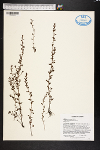 Ludwigia microcarpa image