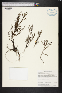 Ludwigia octovalvis image