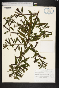 Ludwigia octovalvis image