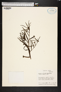 Ludwigia octovalvis image