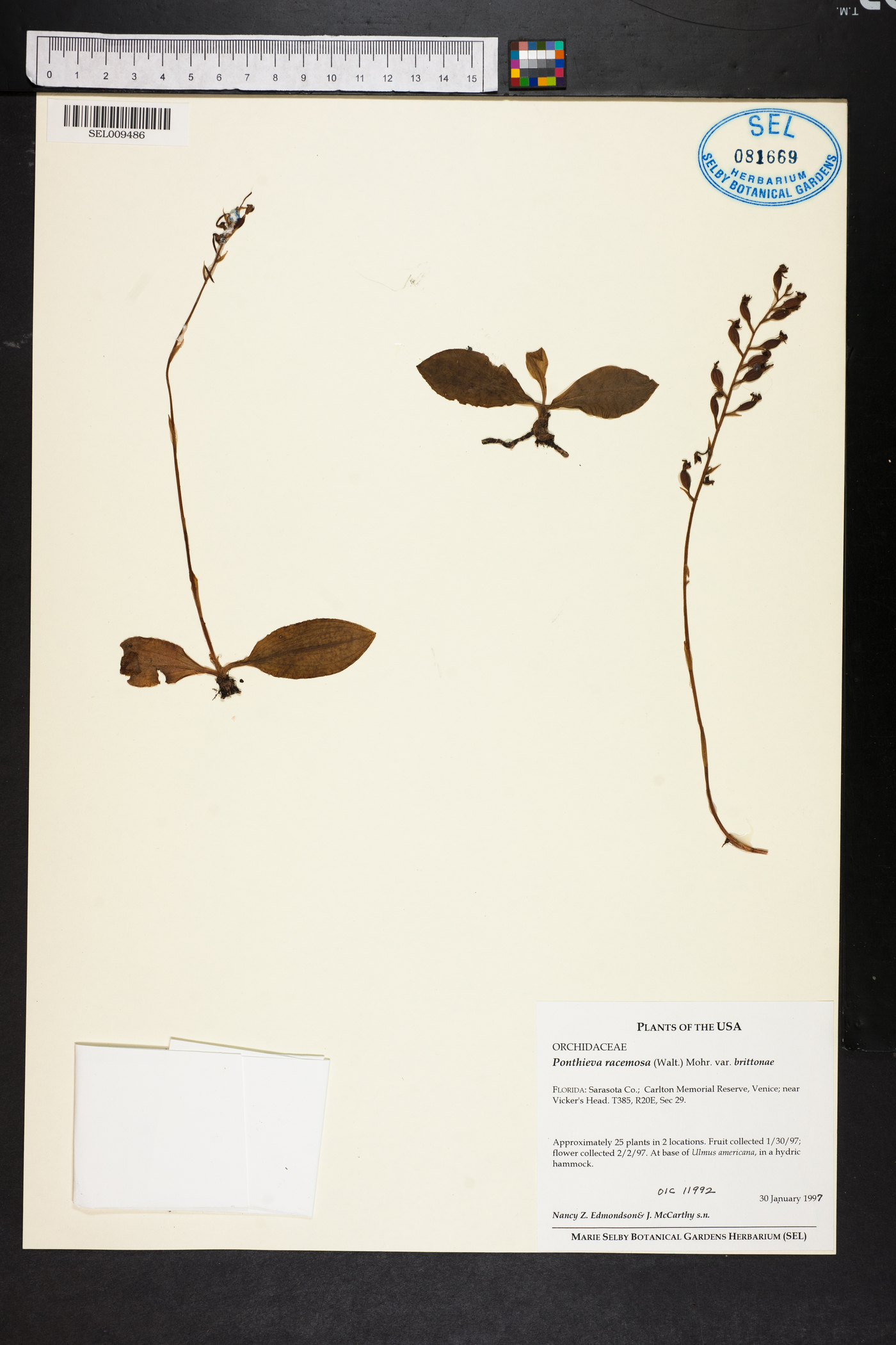 Ponthieva racemosa var. brittoniae image