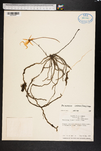 Image of Polyrrhiza lindenii