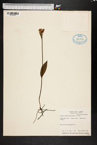 Pogonia ophioglossoides image