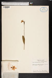 Pogonia ophioglossoides image