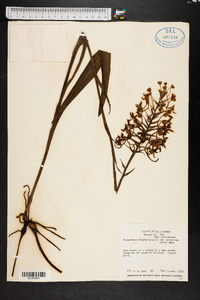 Platanthera blephariglottis var. conspicua image