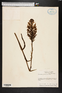 Platanthera ciliaris image