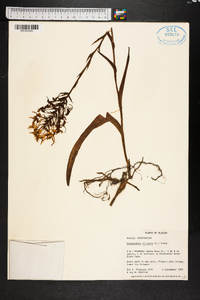 Platanthera ciliaris image