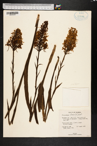 Platanthera ciliaris image