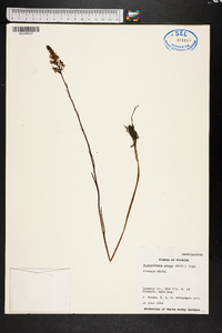 Platanthera nivea image