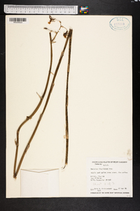 Oncidium floridanum image